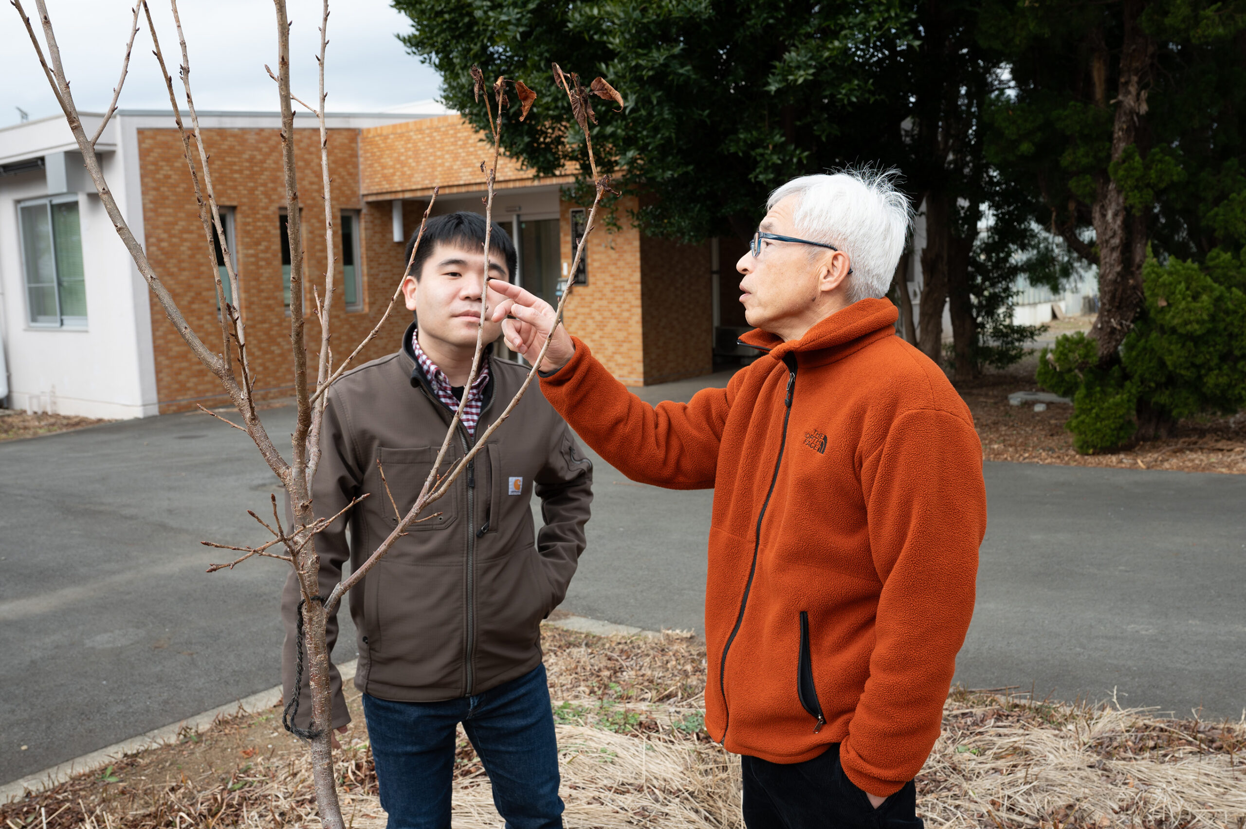 『受け継がれる熱意、遺伝研をサクラ研究の名所にしたい』