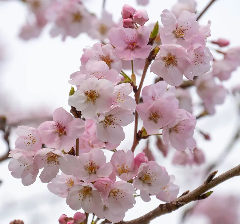 特集──国立遺伝学研究所と桜 | 国立遺伝学研究所