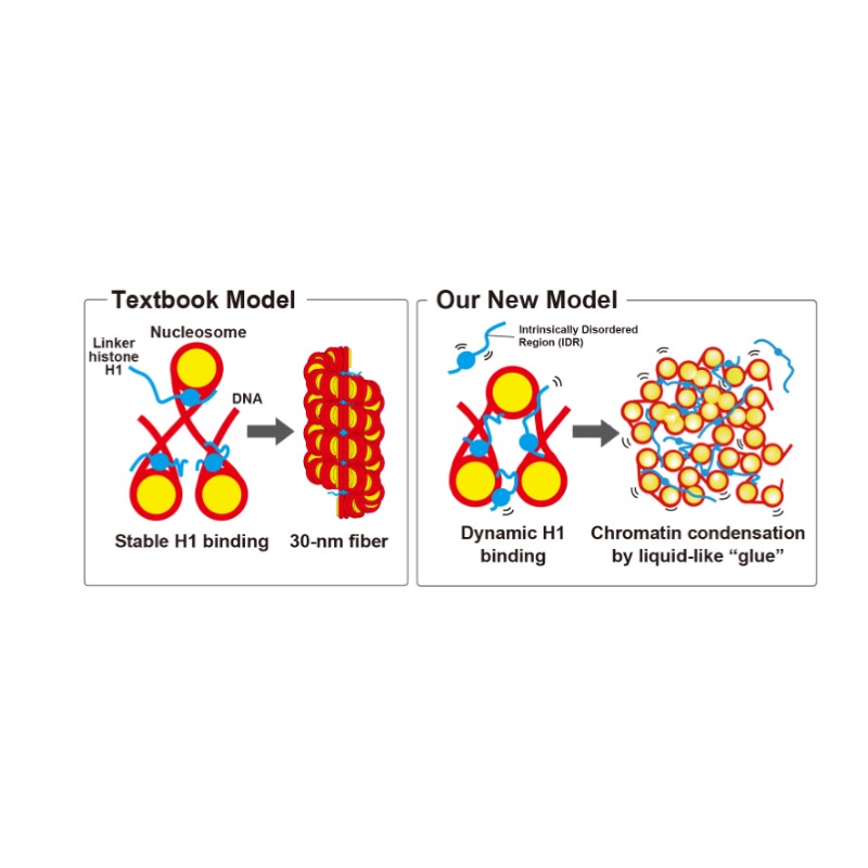 クロマチンの「液体のり」として働くリンカーヒストンH1