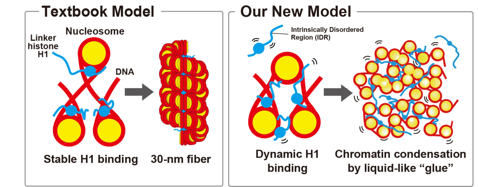 Linker histone H1 acts as a liquid-like “glue” for chromatin