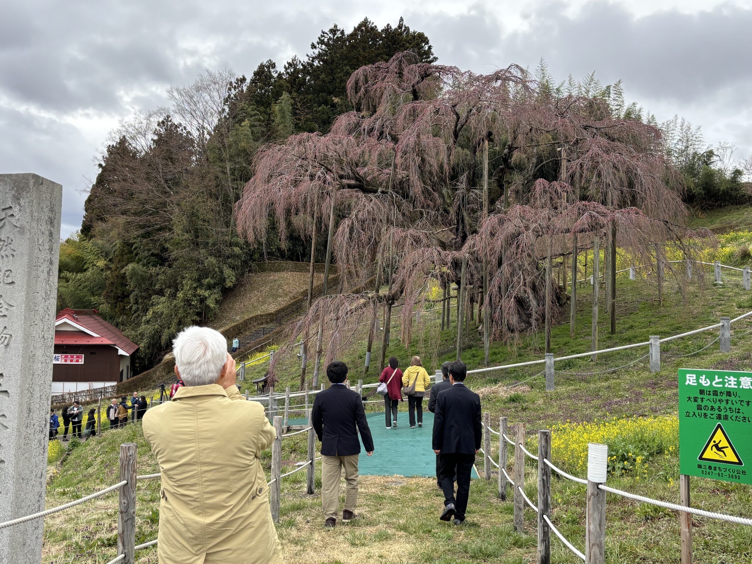 樹齢1000年・三春滝ザクラ、遺伝研がゲノム解読で包括連携協定