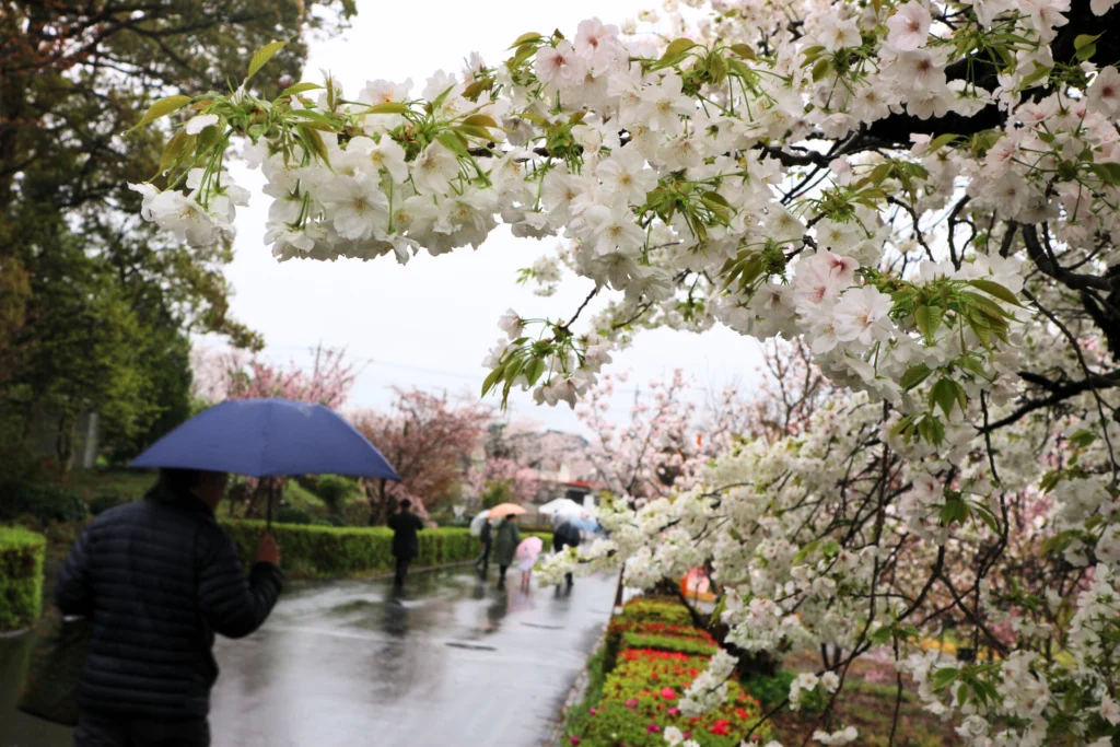 レア 岩国基地 2017 桜 SAKURA レア 岩国基地 2017 桜 SAKURA 【公式通販】