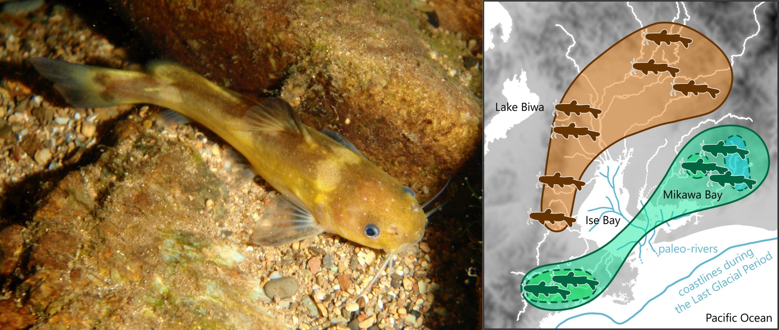 Genome analysis reveals glacial legacy in endangered catfishpopulations