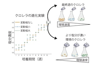 Environmental Fluctuations: A Double-Edged Force in Evolution