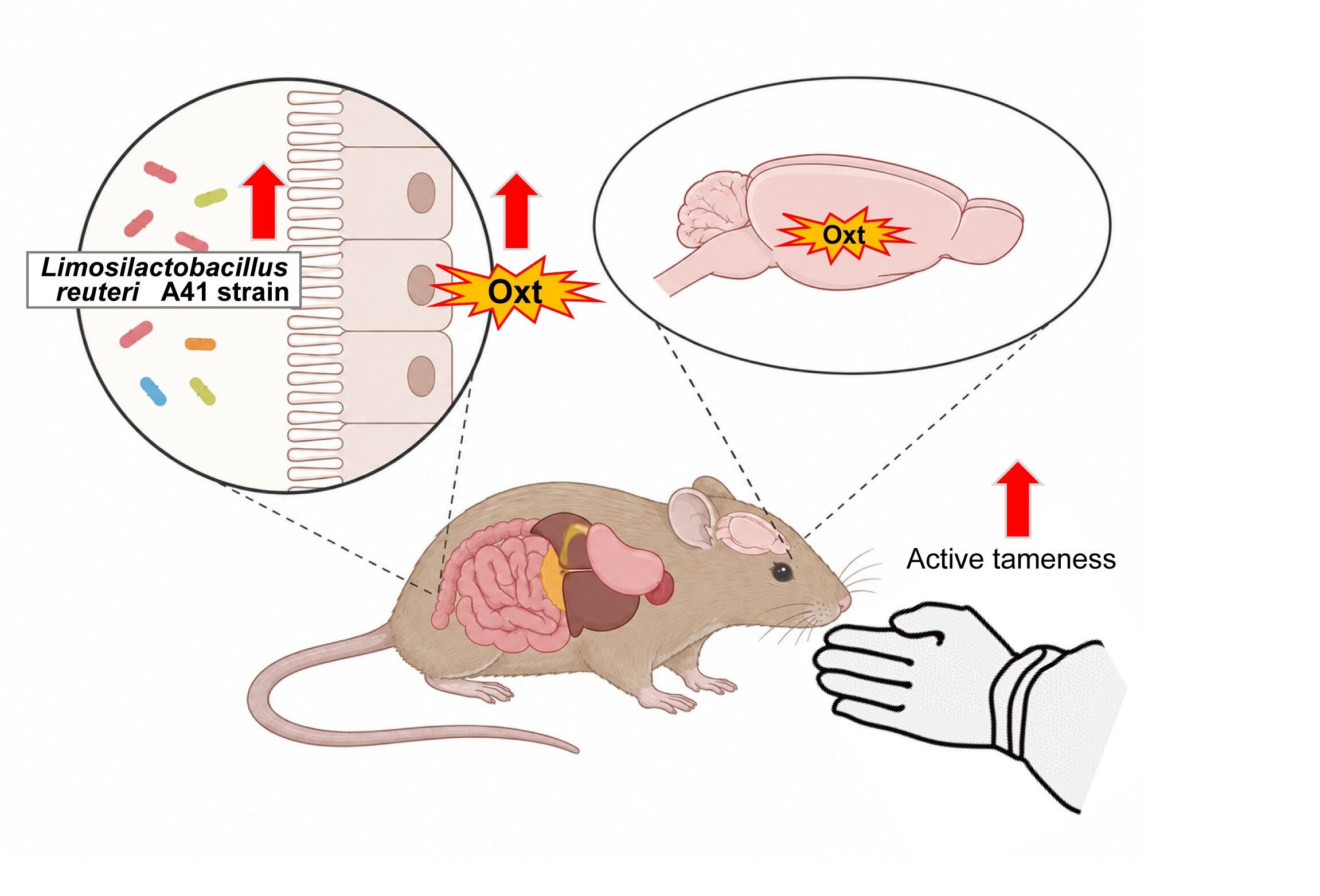Lactobacillus reuteri Strain A41 in the Gut Microbiota Promotes Human-Directed Tameness Behaviour in Mice