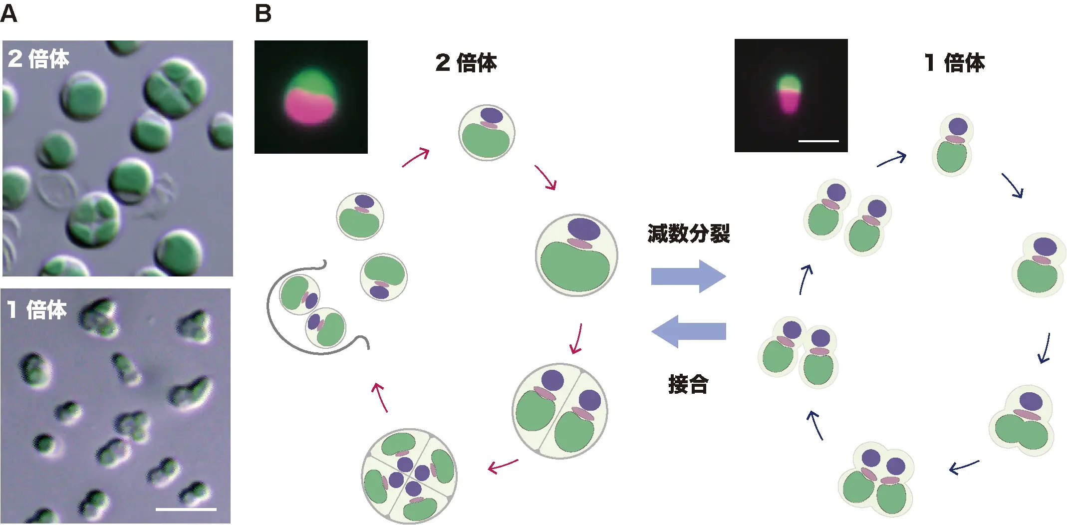 有性生殖の解明が切り拓く真核生物進化研究の新たなモデル系統「イデユコゴメ綱」
