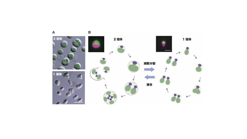 Elucidation of the sexual life cycle establishes Cyanidiophyceae as a new model lineage