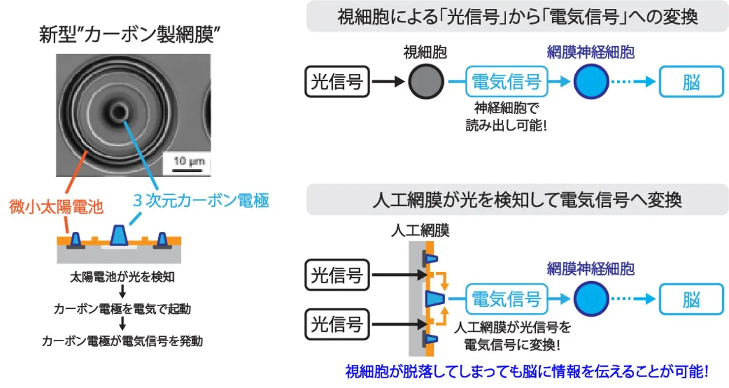 「光で動作する人工網膜」を開発――微小太陽電池と立体カーボン電極を組み合わせたデバイスによって網膜の活性化に成功