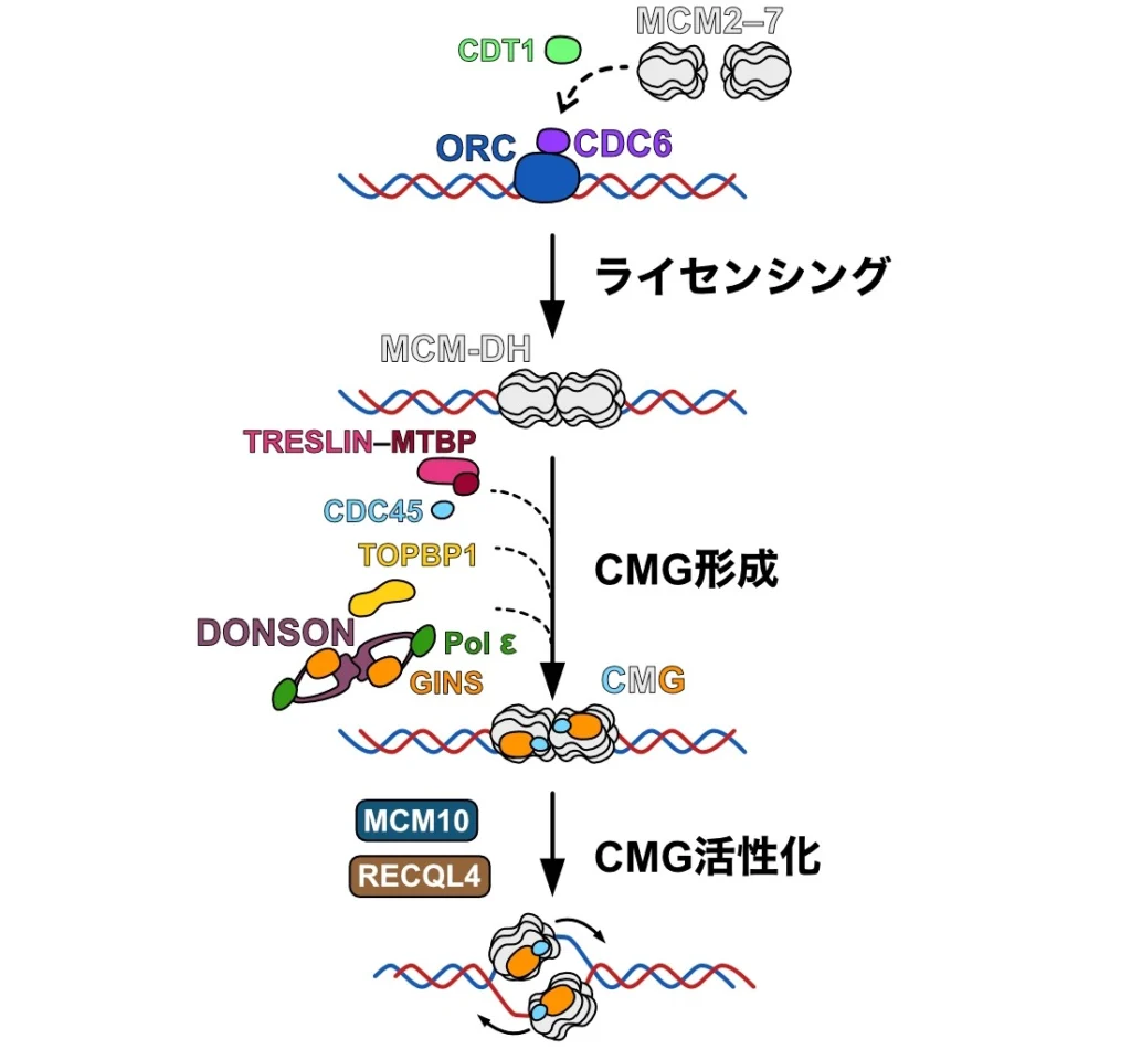 ヒトゲノム複製に必要なDNA巻き戻し分子モーターの活性化機構