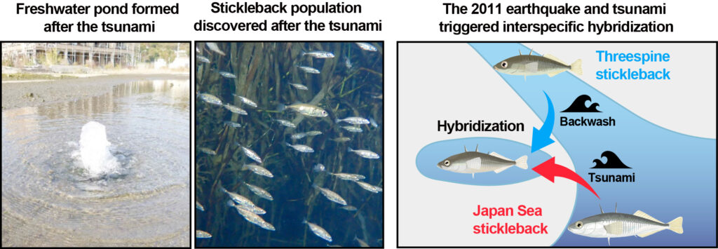 Left: A freshwater pond formed in Otsuchi, Iwate Prefecture, by the tsunami and land subsidence associated with the 2011 Great East Japan Earthquake (Photo: Seiichi Mori).
Center: A hybrid population of threespine stickleback and Japan Sea stickleback discovered in this pond (Photo: Takuya Hosoki).
Right: Schematic illustration showing how the marine Japan Sea stickleback was carried into the freshwater pond by the tsunami, while the freshwater threespine stickleback was carried from upstream by the backwash. The two species came into contact, resulting in interspecific hybridization (Illustration: Chihiro Kinoshita.
