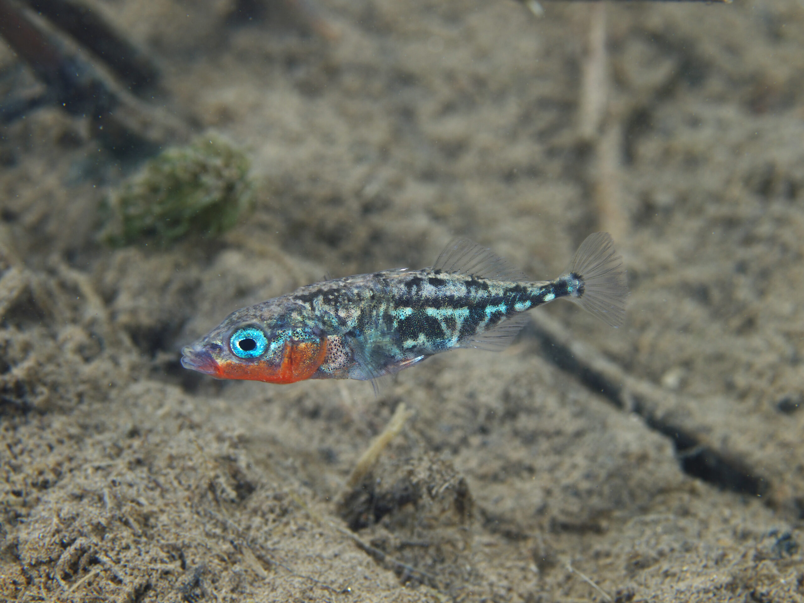 野生酵母の採取風景。果樹園に昆虫を誘き寄せるトラップを設置し、集めた昆虫から酵母を分離する。山梨県にて。