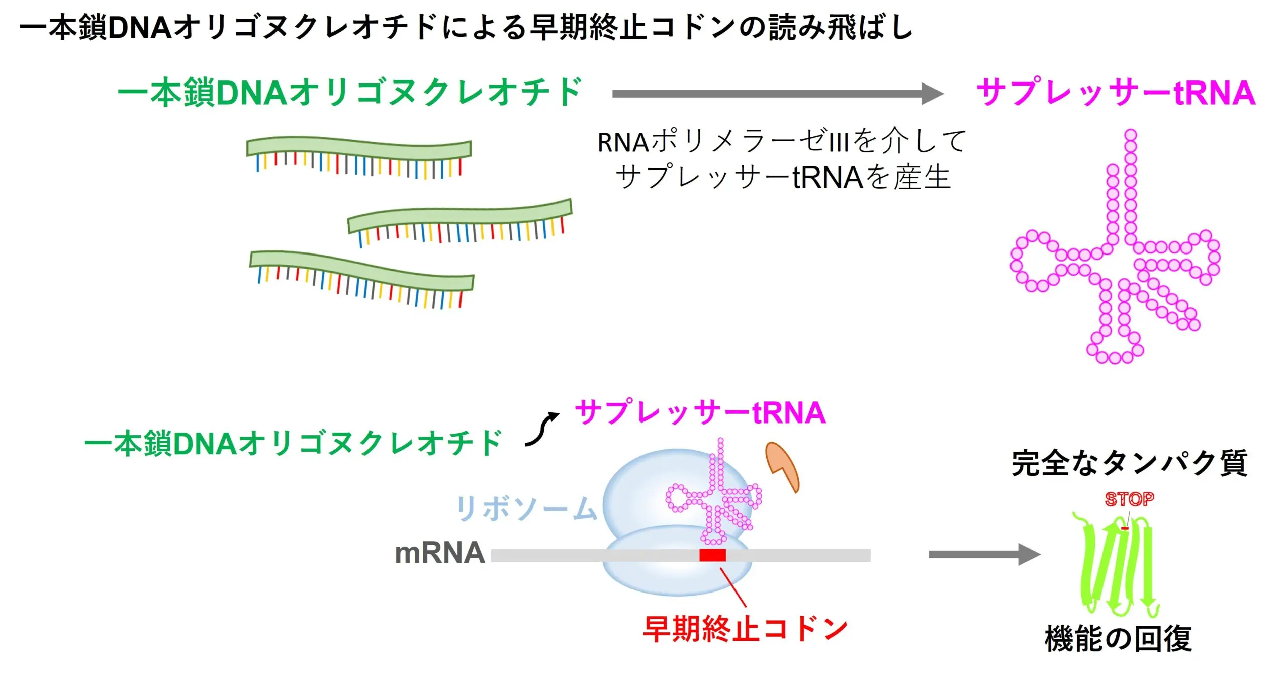 プロモーター配列を持たないDNAオリゴヌクレオチドからサプレッサーtRNAが発現 ― 早期終止コドンを読み飛ばす新たな手法、ナンセンス変異疾患への応用に期待―
